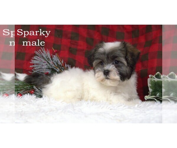 Medium Photo #1 Havanese Puppy For Sale in CLARE, MI, USA