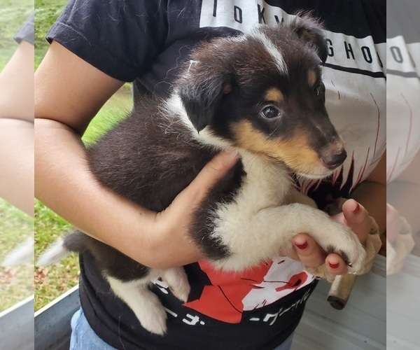 Medium Photo #1 Collie Puppy For Sale in BYRAM, MS, USA
