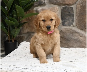 Cavapoo Puppy for sale in APPLE CREEK, OH, USA
