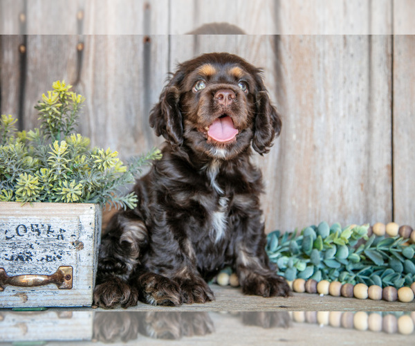 Medium Photo #1 Cocker Spaniel Puppy For Sale in BALTIC, OH, USA