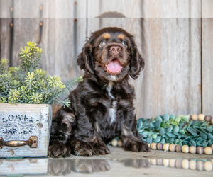 Cocker Spaniel Litter for sale in BALTIC, OH, USA