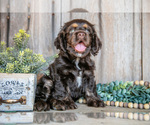 Image preview for Ad Listing. Nickname: Litter of 11