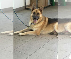 German Shepherd Dog-Unknown Mix Dogs for adoption in Princeton, MN, USA