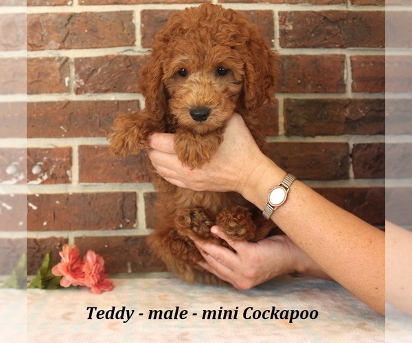Medium Photo #4 Cockapoo (Miniature) Puppy For Sale in CLARKRANGE, TN, USA