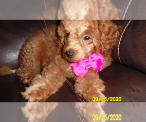 Poodle (Toy) Puppy for sale in DULUTH, GA, USA