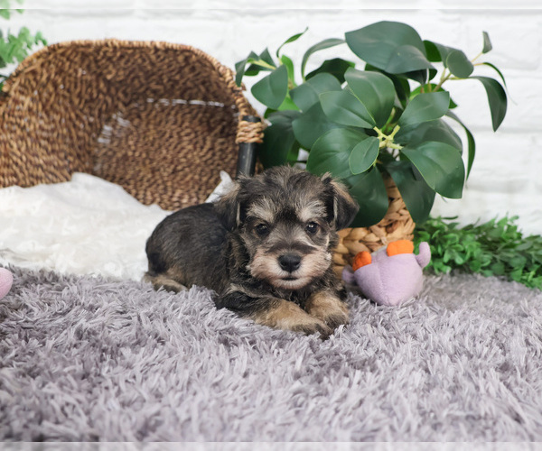 Medium Photo #8 Schnauzer (Miniature) Puppy For Sale in SYRACUSE, IN, USA