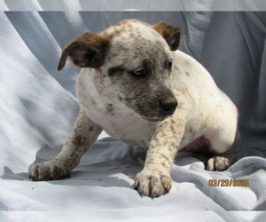 Mutt Dogs for adoption in Conroe, TX, USA