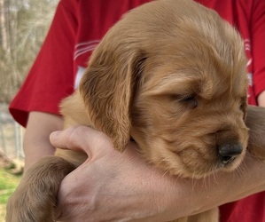 Golden Retriever Puppy for sale in MCCOMB, MS, USA