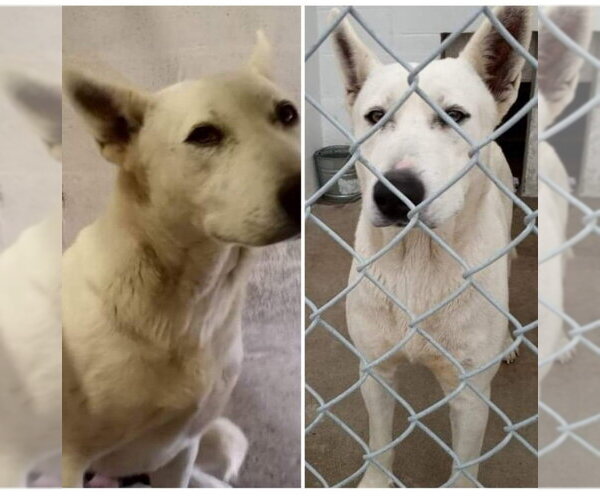 Medium Photo #12 Bull Terrier-Huskies  Mix Puppy For Sale in Winston Salem, NC, USA