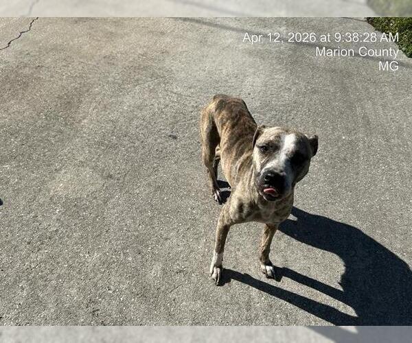 Medium Photo #1 American Pit Bull Terrier Puppy For Sale in Ocala, FL, USA