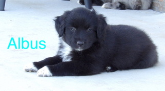 Miniature Australian Shepherd Puppy for sale in STILLWATER, OK, USA