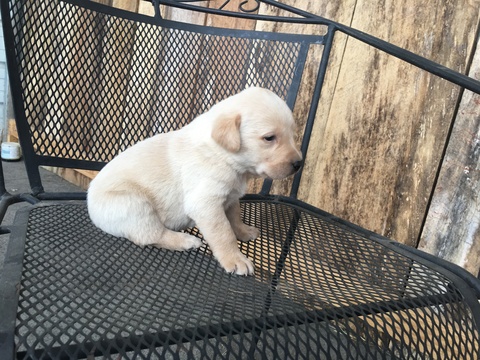 Medium Photo #1 Labrador Retriever Puppy For Sale in PEARCY, AR, USA