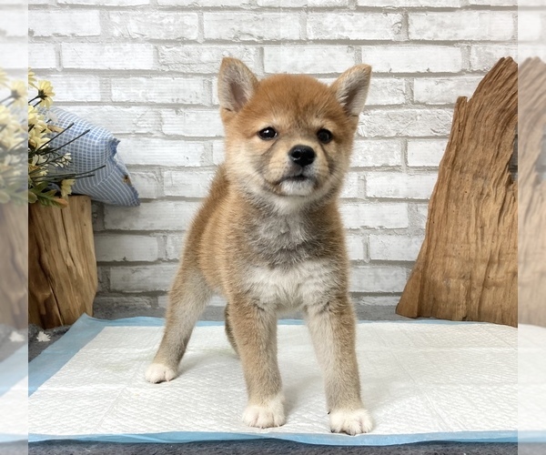 Medium Photo #8 Shiba Inu Puppy For Sale in SAN DIEGO, CA, USA