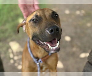 American Pit Bull Terrier Dogs for adoption in Tulsa, OK, USA