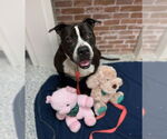 Small #24 American Staffordshire Terrier Mix