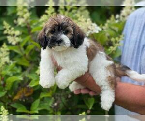 ShihPoo Puppy for sale in LOUDONVILLE, OH, USA