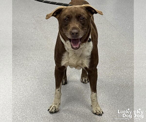 Medium Photo #3 Labrador Retriever-Unknown Mix Puppy For Sale in Washington, DC, USA