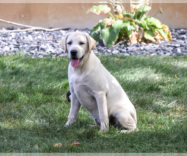 Medium Photo #4 Labrador Retriever Puppy For Sale in SYRACUSE, IN, USA