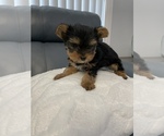 Small Photo #3 Yorkshire Terrier Puppy For Sale in TAMPA, FL, USA