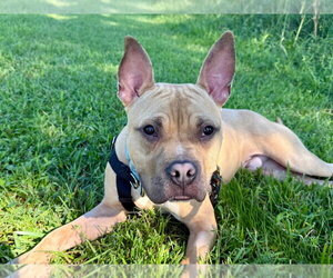 American French Bull Terrier Dogs for adoption in Sayreville, NJ, NJ, USA