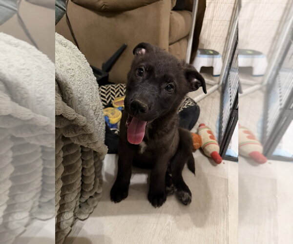 Medium Photo #1 Mutt Puppy For Sale in Springdale, PA, USA