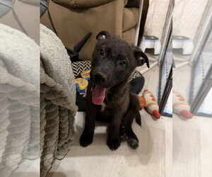 Mutt Dogs for adoption in Springdale, PA, USA