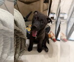Small Mutt