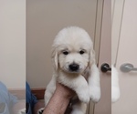 Small #15 English Cream Golden Retriever
