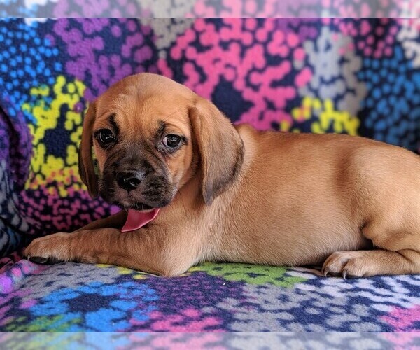 Medium Photo #3 Puggle Puppy For Sale in LANCASTER, PA, USA