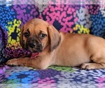 Small Photo #3 Puggle Puppy For Sale in LANCASTER, PA, USA