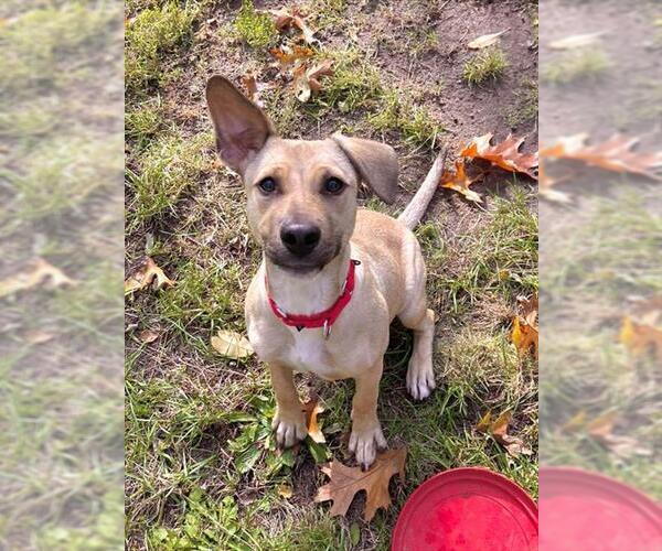 Medium Photo #1 Labrador Retriever-Unknown Mix Puppy For Sale in Brewster, MA, USA