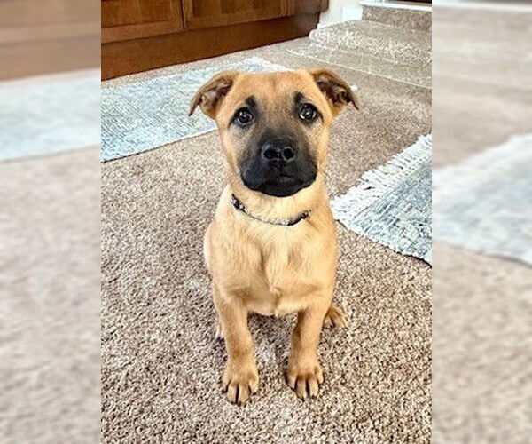 Medium Photo #2 Labrador Retriever-Unknown Mix Puppy For Sale in Genesee, WI, USA