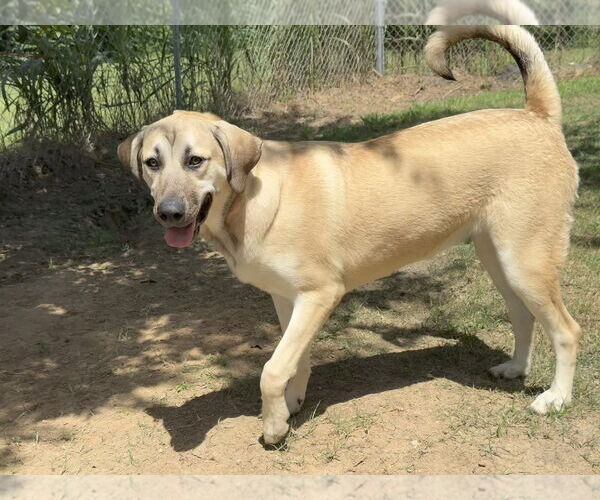 Medium Photo #28 Anatolian Shepherd-Rhodesian Ridgeback Mix Puppy For Sale in Higley, AZ, USA