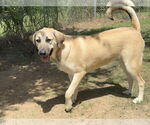 Small #27 Anatolian Shepherd-Rhodesian Ridgeback Mix