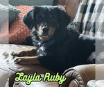 Small #18 Dachshund Mix