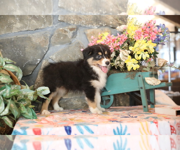 Medium Photo #7 Australian Shepherd Puppy For Sale in WESTFIELD, MA, USA