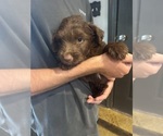Puppy Sandy F2 Aussiedoodle
