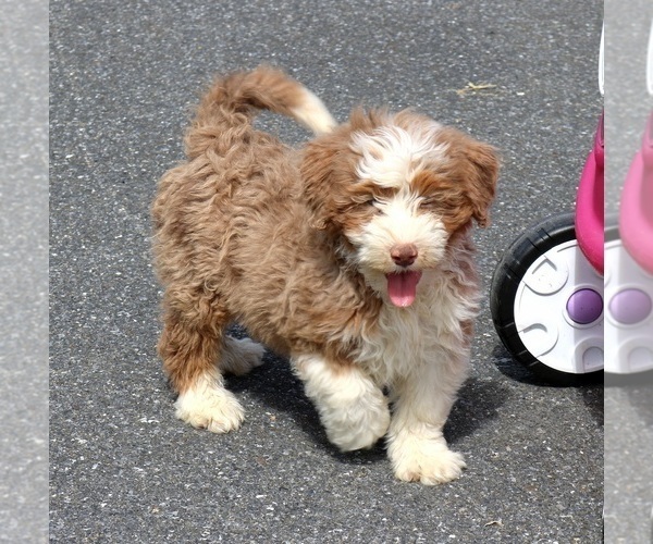 Medium Photo #2 Bernedoodle (Miniature) Puppy For Sale in EPHRATA, PA, USA