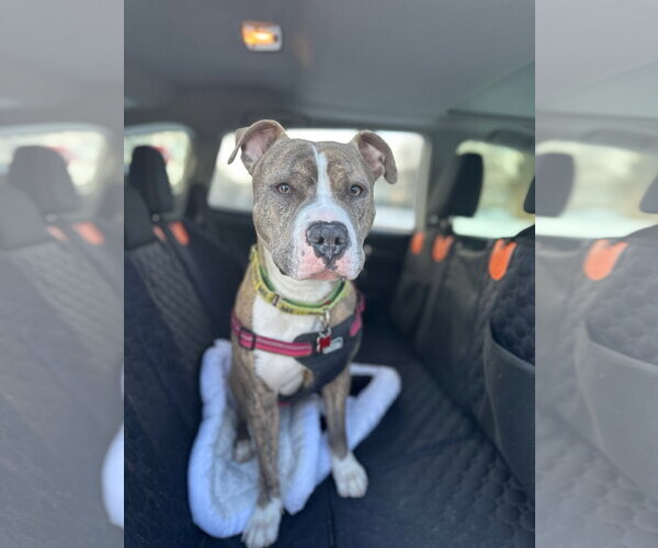 Medium Photo #5 American Pit Bull Terrier Puppy For Sale in Alexandria, VA, USA