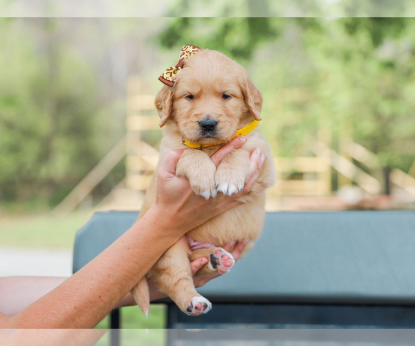 Medium Photo #1 Golden Retriever Puppy For Sale in LIBERTY, KY, USA