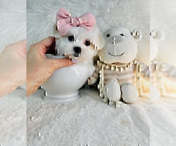 Medium Photo #11 Maltese Puppy For Sale in WEST PALM BEACH, FL, USA