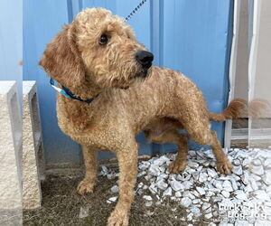 Labrador Retriever-Unknown Mix Dogs for adoption in Washington, DC, USA