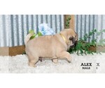 Small #36 Pug