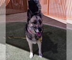Small #1 German Shepherd Dog-Huskies  Mix