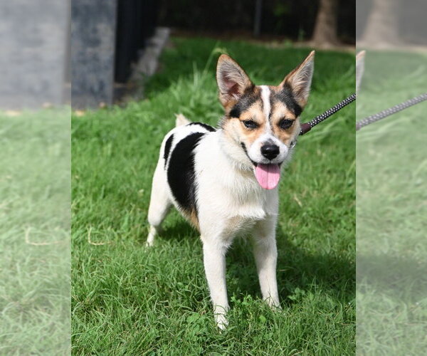 Medium Photo #4 Mutt Puppy For Sale in Glen Allen, VA, USA