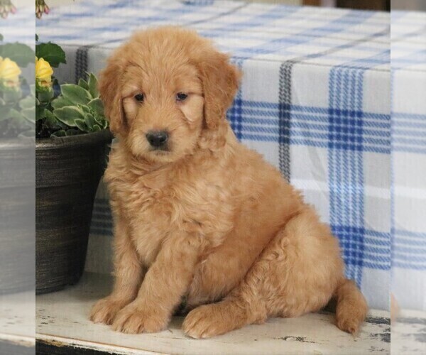 Medium Photo #4 Goldendoodle Puppy For Sale in PARKESBURG, PA, USA