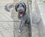 Puppy Bailey Labradoodle