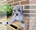 Puppy 4 Aussiedoodle Miniature 