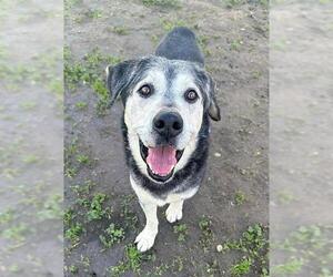 Siberian Husky Dogs for adoption in Sacramento, CA, USA