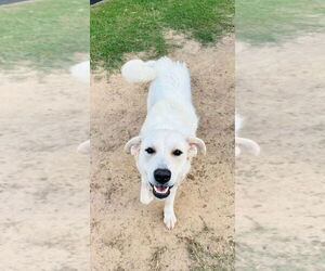 Goberian Dogs for adoption in Winter Park, CO, USA